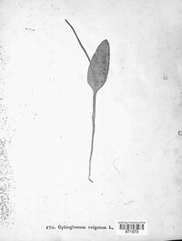 Ophioglossum vulgatum image
